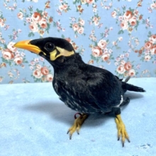 九官鳥  4月21日