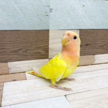 超ホヤホヤ最新画像★ヒナ餌卒業！綺麗なコザクラインコルチノー