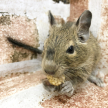 よく食べる活発ガール☆デグーちゃん！