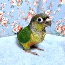 久しぶり！ワキコガネウロコインコ　少し成長したよ！　2021　4月16日
