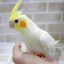 かわいい！！！　オカメインコ☆ルチノー　2021年04月3日