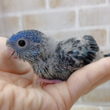 深みのある味わいブルー　サザナミインコ☆コバルト　2021年04月21日
