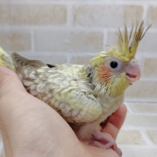 淡いカラーが素敵です！　オカメインコ☆シナモンパール　2021年04月21日