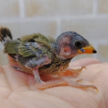 レアなフィンチ　日の丸鳥（ヒノマルチョウ）　2021年04月21日