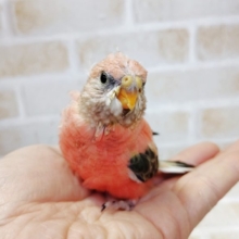桃色ちゃん！　ローズアキクサインコ　2021年04月29日