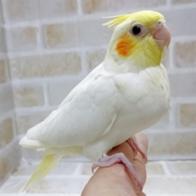 白い子　オカメインコ☆ルチノー　その１　2021年05月04日
