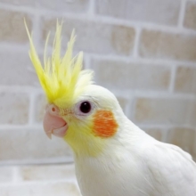 白い子！　オカメインコ☆ルチノー　その２　2021年05月04日