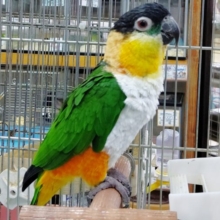 頭が黒い！　ズクロシロハラインコ 男の子♪2021年09月05日