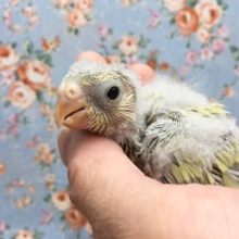 美声インコ（イエロー）　２０２１年３月生まれ