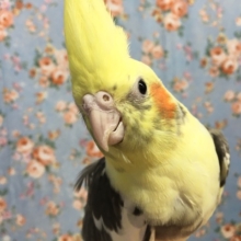オカメインコ（パイド）２０２１年２月生まれ