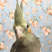 オカメインコ（ノーマル）２０２１年２月生まれ