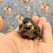日の丸鳥（雛）　２０２１年３月生まれ