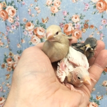 文鳥さん（雛）、います💛