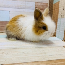 もふもふライオンラビット♪
