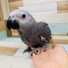 久々入舎!!かわいすぎるヨウムくん♪
