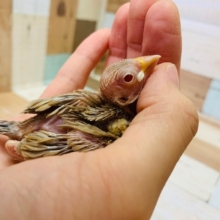 人気カラー！ヒナヒナのシナモン文鳥さん☆