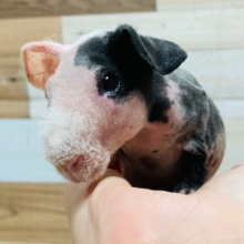 プイプイ鳴き声が可愛らしい♡スキニーギニアピッグちゃん♪