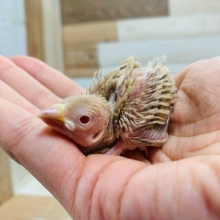 人気カラー☆シナモン文鳥さん入舎です!!