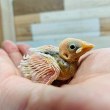 真っ白い羽根が人気☆白文鳥さん♪