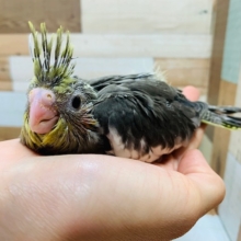 久々入舎♪ノーマルのオカメインコさん♪