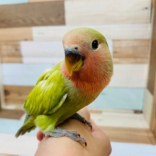 日々成長中☆コザクラインコ シナモンさん♪