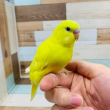 羽根が生えそろい黒目が際立ちます!!セキセイインコ ダブルファクター イエロー