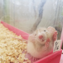 激レア！！オッドアイでございます　４／２０投稿
