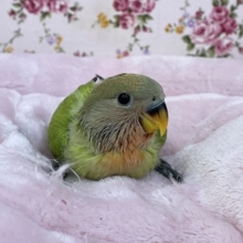 ちょっと明るめです♪　コザクラインコ“オパーリン”のひな　2021.4/22撮影
