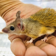 おっ！大人しいカイロトゲマウス　男の子入舎！！