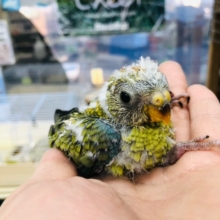 久々だぜっ！！　美声インコ　オパーリン　ヒナ　入舎