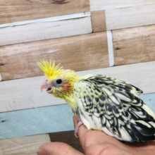 模様が素敵💛　オカメインコ　パールパイド　ヒナ