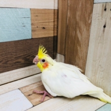 一番人気　オカメインコ　ルチノー　ヒナ　入舎！！！！！