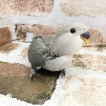 全力で走ってくるよ♪コザクラインコヒナ（モーブ）