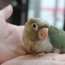 最新画像更新★手乗りウロコインコ（ブルーシナモン）