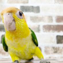 なでなでしてぇ〜♡大人気のシロハラインコさん♪