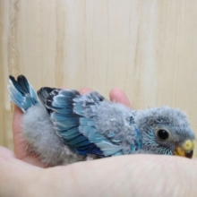 ブルーのグラデーションがステキです！美声インコヒナ来ました〜