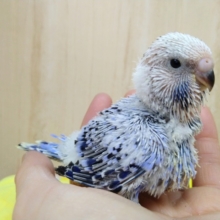 大きくなる予感!!ジャンボセキセイインコヒナ来ました〜