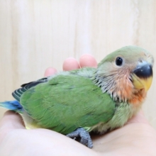 緑と赤と青の小桜インコ、ノーマルカラーヒナ来ました！
