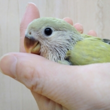 優しいカラーの小桜インコヒナ来ました〜