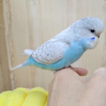 甘えん坊過ぎるジャンボセキセイインコヒナいますよ〜
