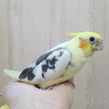 美形パイドオカメインコさん、いますよ〜