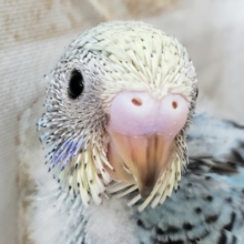 普通ーですが、なにか？セキセイインコ