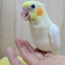 だいぶしっかりしてきたルチノーのオカメインコさんいますよ〜