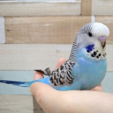 最新画像あり！お待たせしましたっ　ジャンボセキセイインコ　きましたよ～