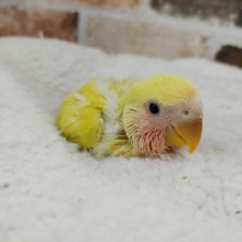 大人気のコザクラインコさんゴールデンチェリー入荷いたしました♪