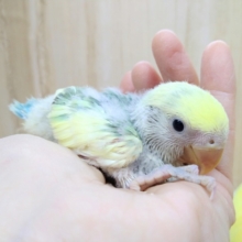 優しいグリーンと黄色クリームカラーの小桜インコヒナ来ました！