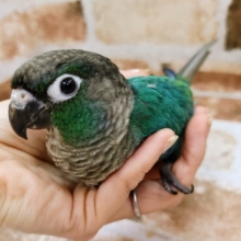超ホヤホヤ最新画像♪この鳥さんは何？？ウロコインコさんです♡
