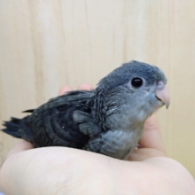 渋カッコイイモーブカラーのサザナミインコヒナ来ました！