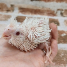 気になる方はお早めに！！オカメインコのピュアホワイト❤️