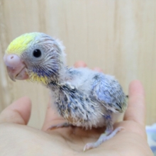 頭の黄色が濃いめなセキセイインコレインボーさん来ました！